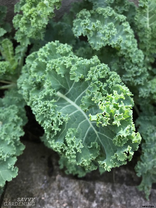 How to grow kale: Tips for planting, preventing pests, and harvesting healthy plants