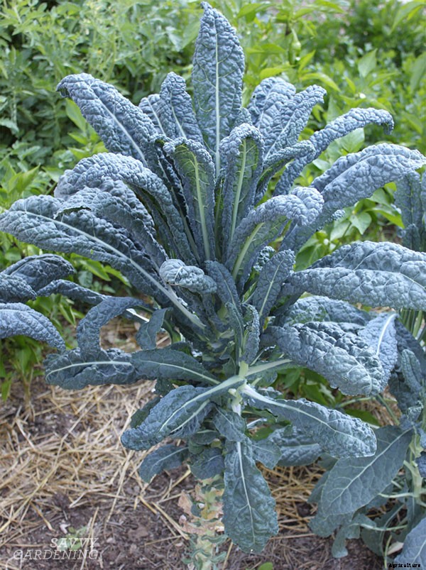How to grow kale: Tips for planting, preventing pests, and harvesting healthy plants