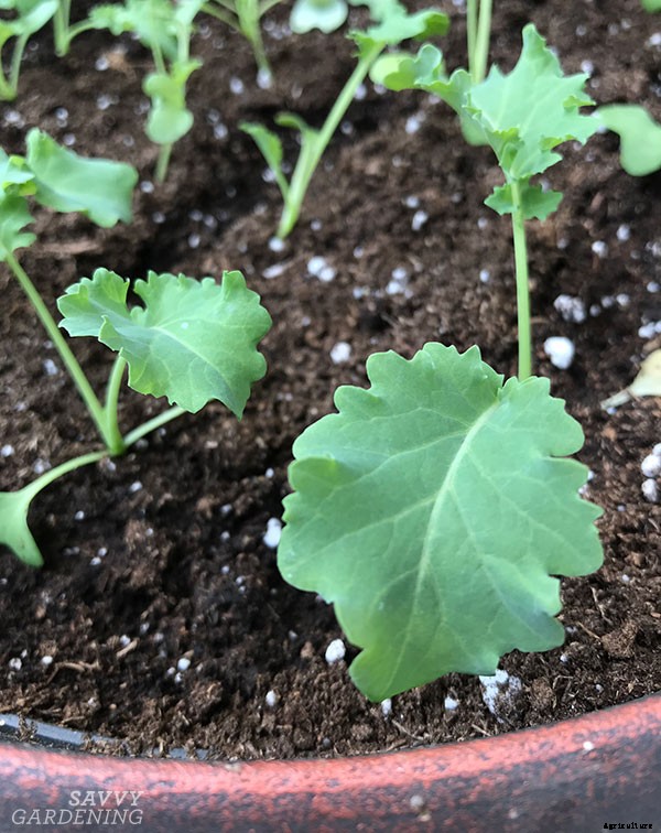 How to grow kale: Tips for planting, preventing pests, and harvesting healthy plants