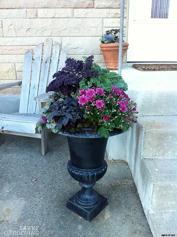 How to grow kale: Tips for planting, preventing pests, and harvesting healthy plants