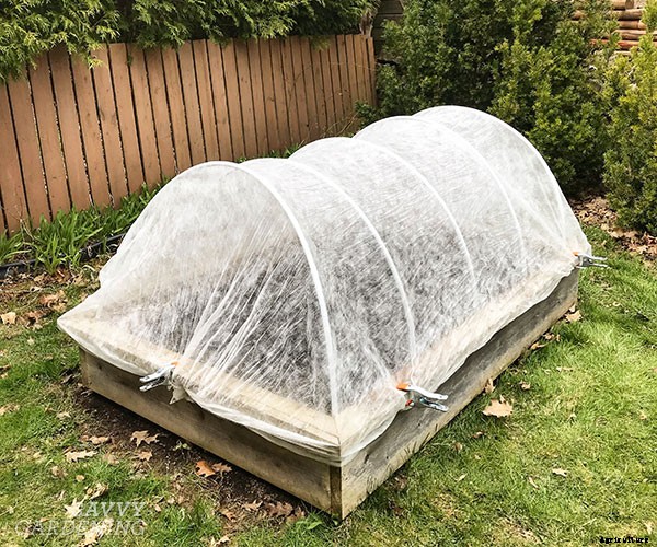 How to grow kale: Tips for planting, preventing pests, and harvesting healthy plants