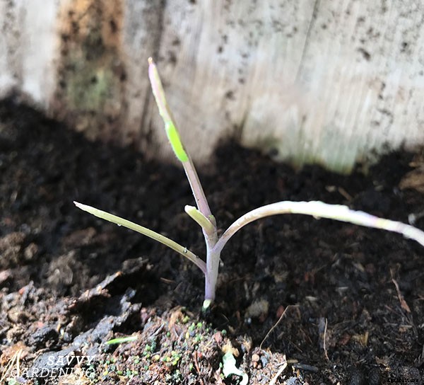 How to grow kale: Tips for planting, preventing pests, and harvesting healthy plants