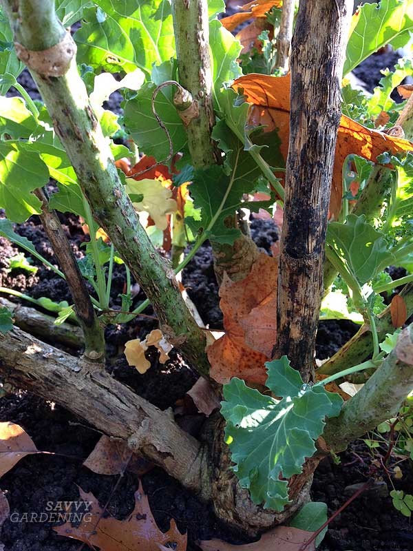 How to grow kale: Tips for planting, preventing pests, and harvesting healthy plants