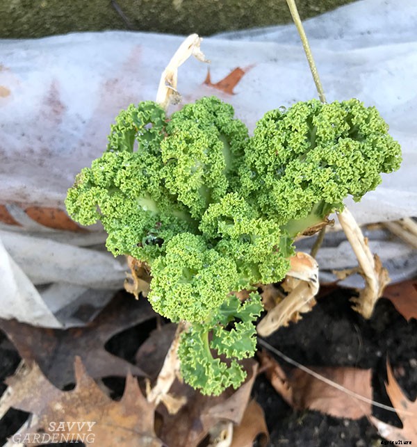How to grow kale: Tips for planting, preventing pests, and harvesting healthy plants