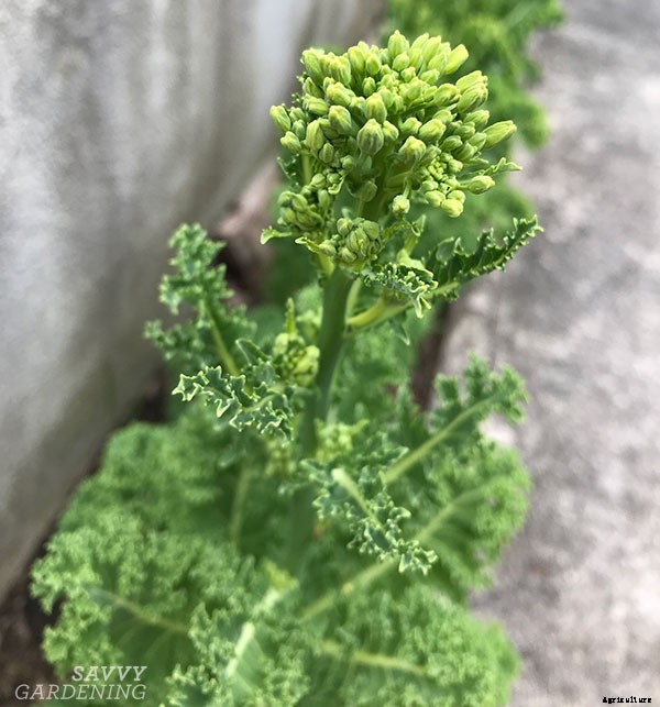 How to grow kale: Tips for planting, preventing pests, and harvesting healthy plants