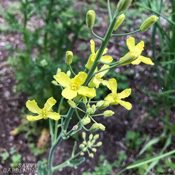 How to grow kale: Tips for planting, preventing pests, and harvesting healthy plants