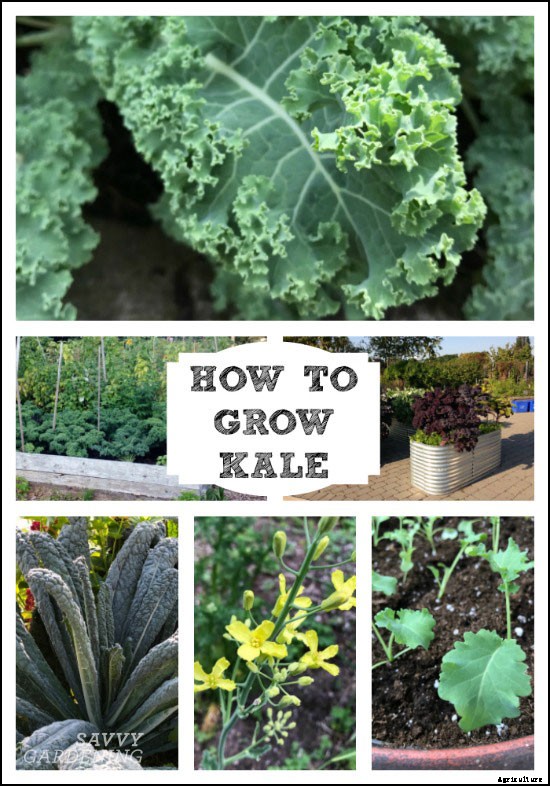 How to grow kale: Tips for planting, preventing pests, and harvesting healthy plants