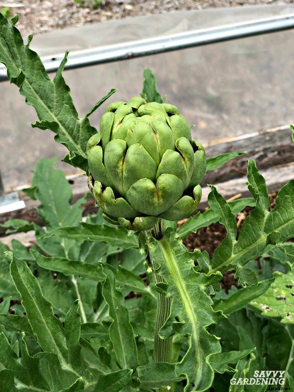 Perennial vegetables: 15 easy to grow choices for gardens and landscapes