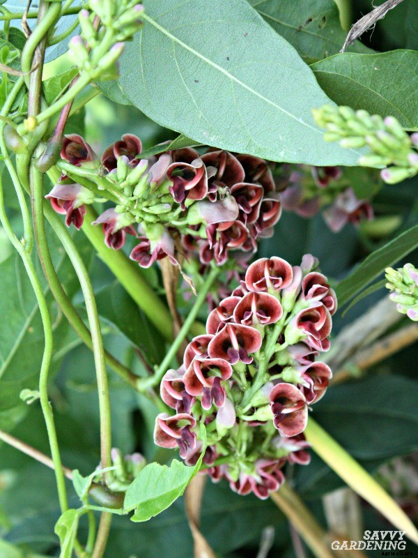 Perennial vegetables: 15 easy to grow choices for gardens and landscapes