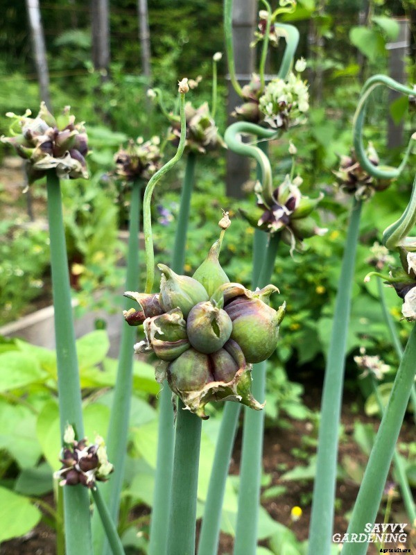 Perennial vegetables: 15 easy to grow choices for gardens and landscapes