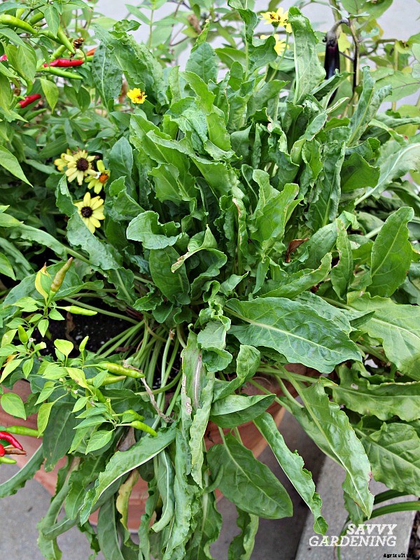 Perennial vegetables: 15 easy to grow choices for gardens and landscapes