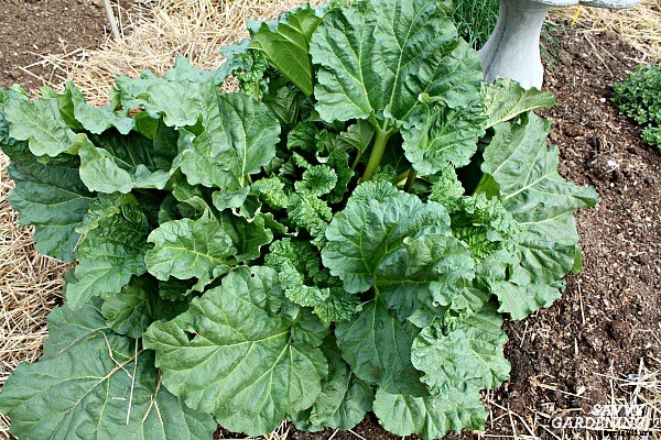 Perennial vegetables: 15 easy to grow choices for gardens and landscapes
