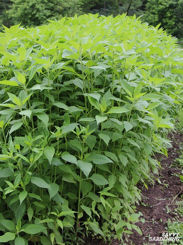 Perennial vegetables: 15 easy to grow choices for gardens and landscapes