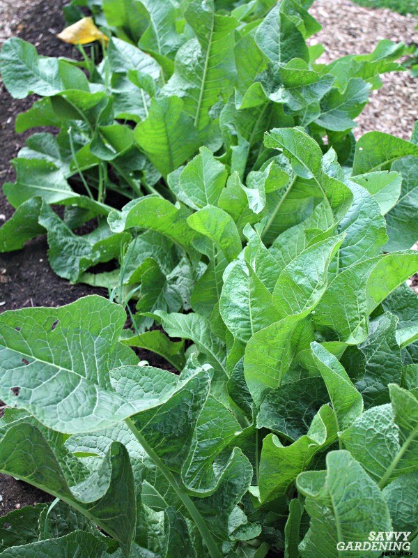 Perennial vegetables: 15 easy to grow choices for gardens and landscapes