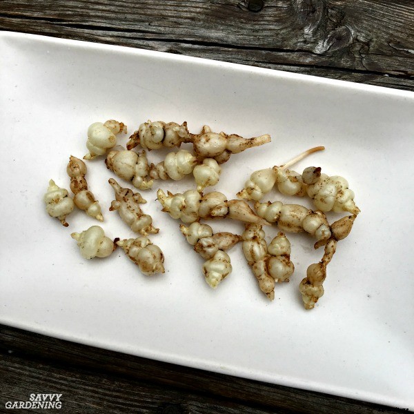 Perennial vegetables: 15 easy to grow choices for gardens and landscapes