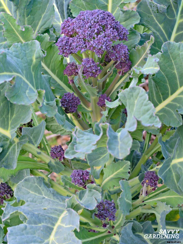 Perennial vegetables: 15 easy to grow choices for gardens and landscapes