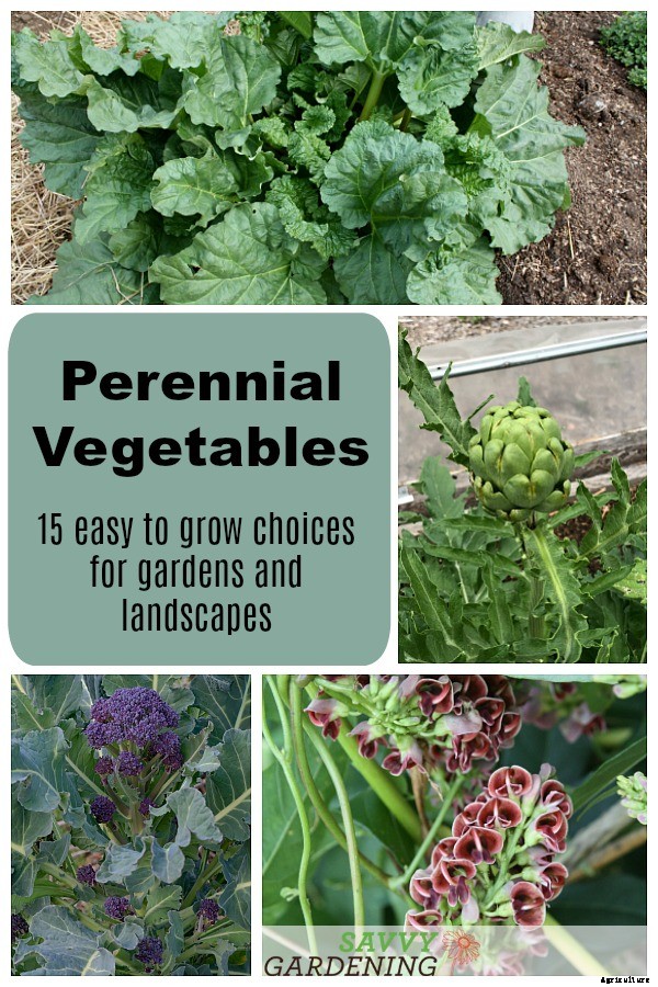 Perennial vegetables: 15 easy to grow choices for gardens and landscapes