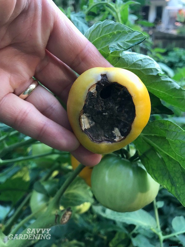 Blossom end rot: How to identify, prevent, and treat