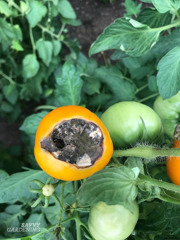 Blossom end rot: How to identify, prevent, and treat