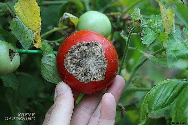 Blossom end rot: How to identify, prevent, and treat