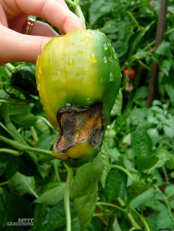 Blossom end rot: How to identify, prevent, and treat