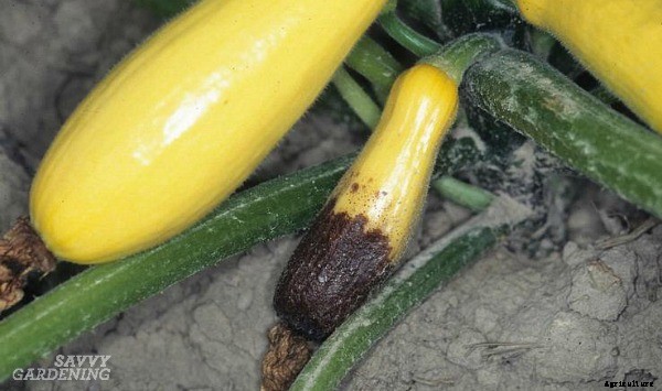 Blossom end rot: How to identify, prevent, and treat