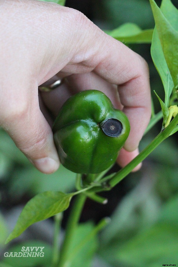 Blossom end rot: How to identify, prevent, and treat