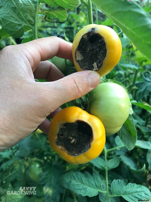 Blossom end rot: How to identify, prevent, and treat