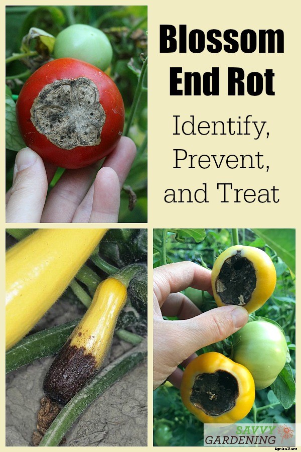 Blossom end rot: How to identify, prevent, and treat