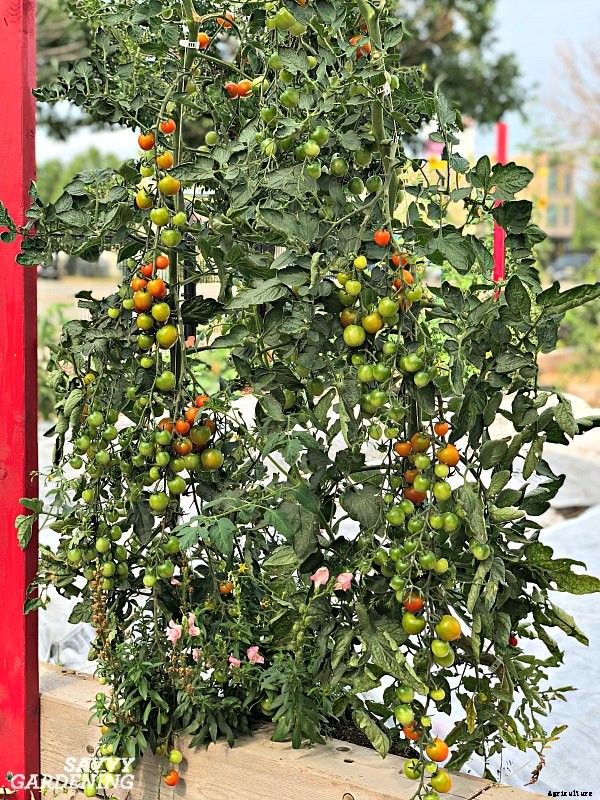 Tomato plant suckers: When and how to prune tomato plants