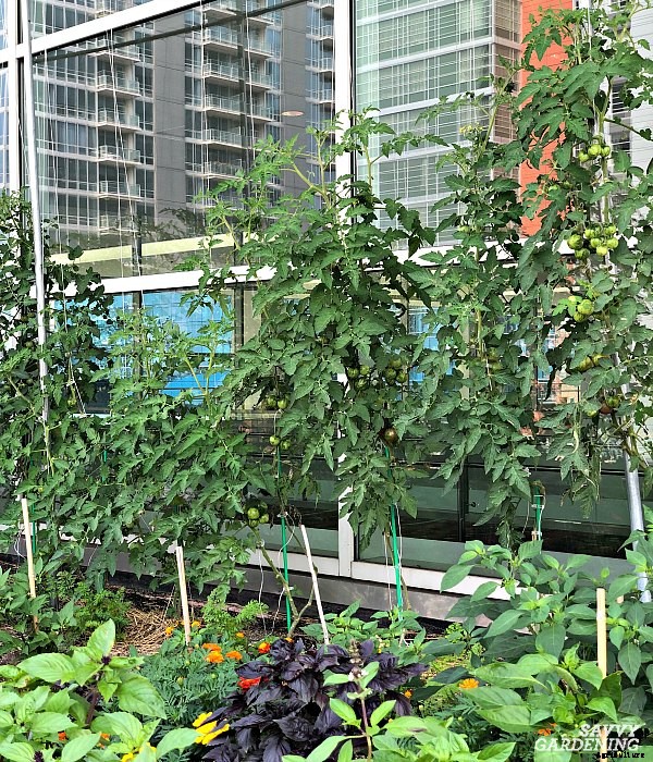 Tomato plant suckers: When and how to prune tomato plants