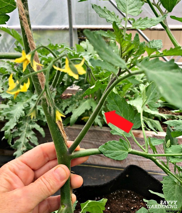 Tomato plant suckers: When and how to prune tomato plants