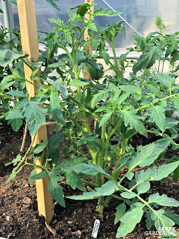 Tomato plant suckers: When and how to prune tomato plants