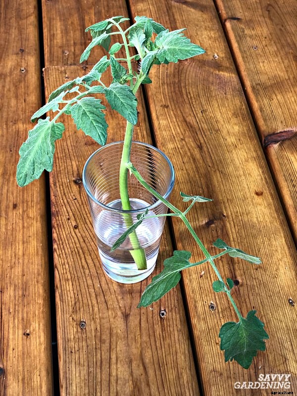 Tomato plant suckers: When and how to prune tomato plants