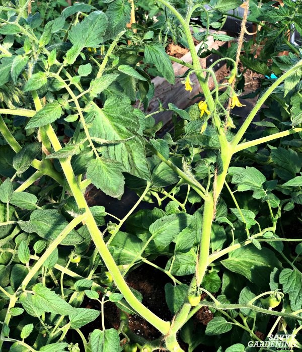 Tomato plant suckers: When and how to prune tomato plants