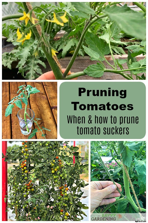 Tomato plant suckers: When and how to prune tomato plants