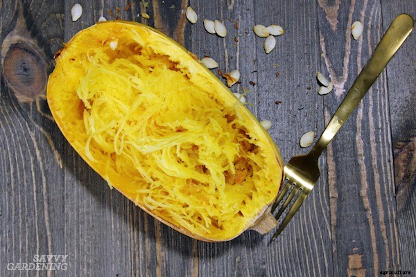 Growing spaghetti squash from seed to harvest