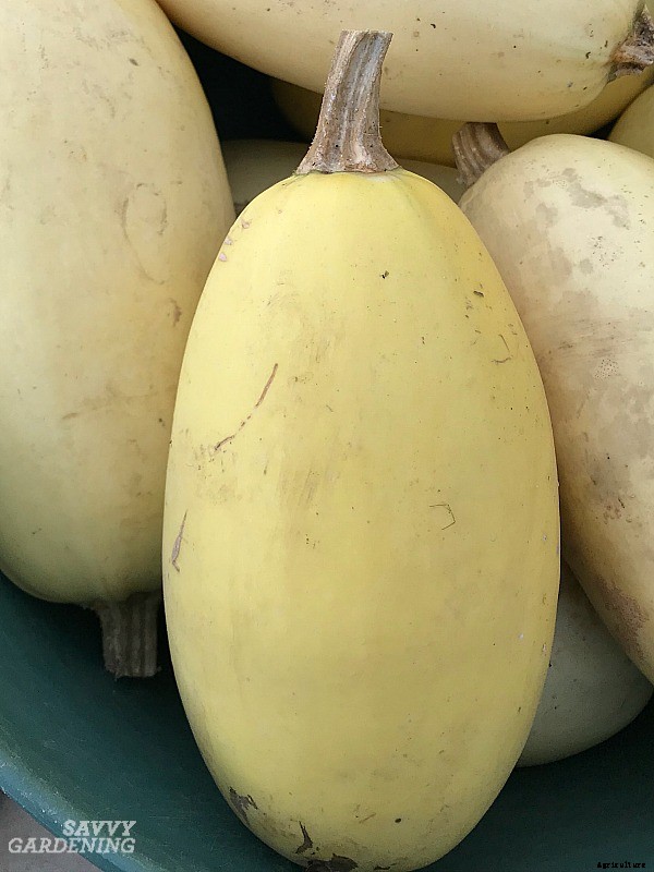 Growing spaghetti squash from seed to harvest