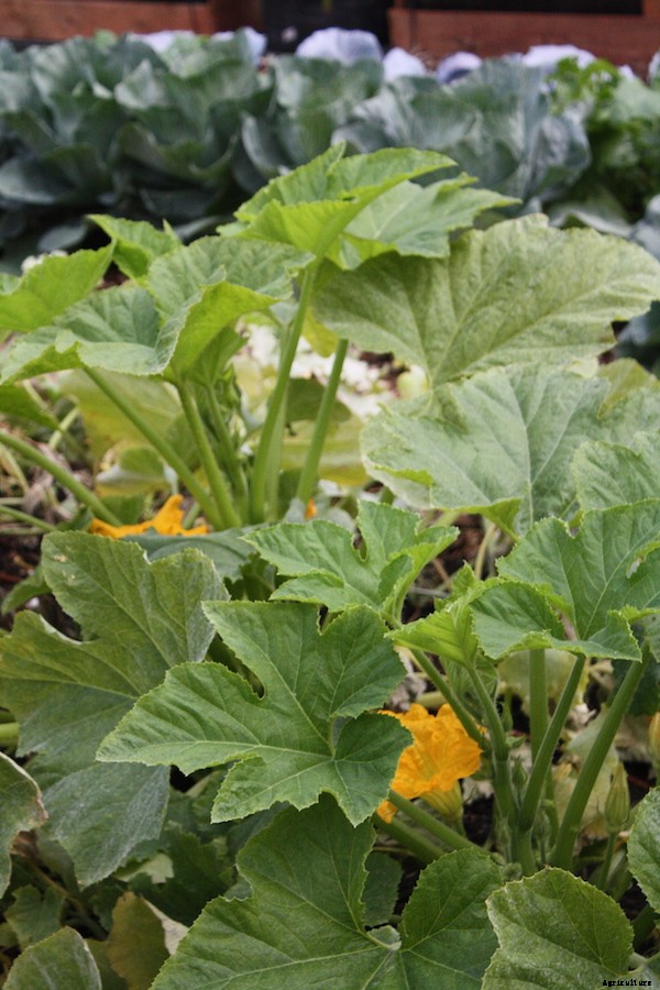 Growing spaghetti squash from seed to harvest