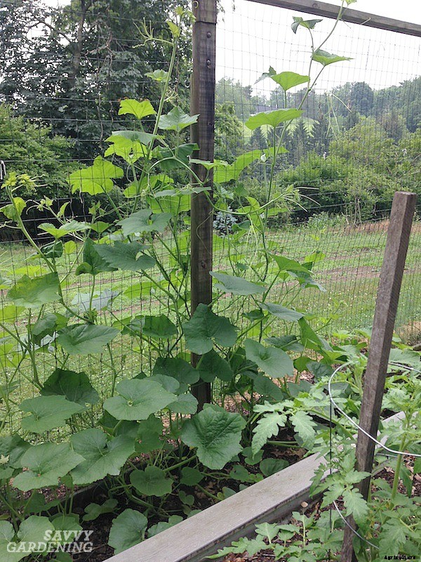 Growing spaghetti squash from seed to harvest