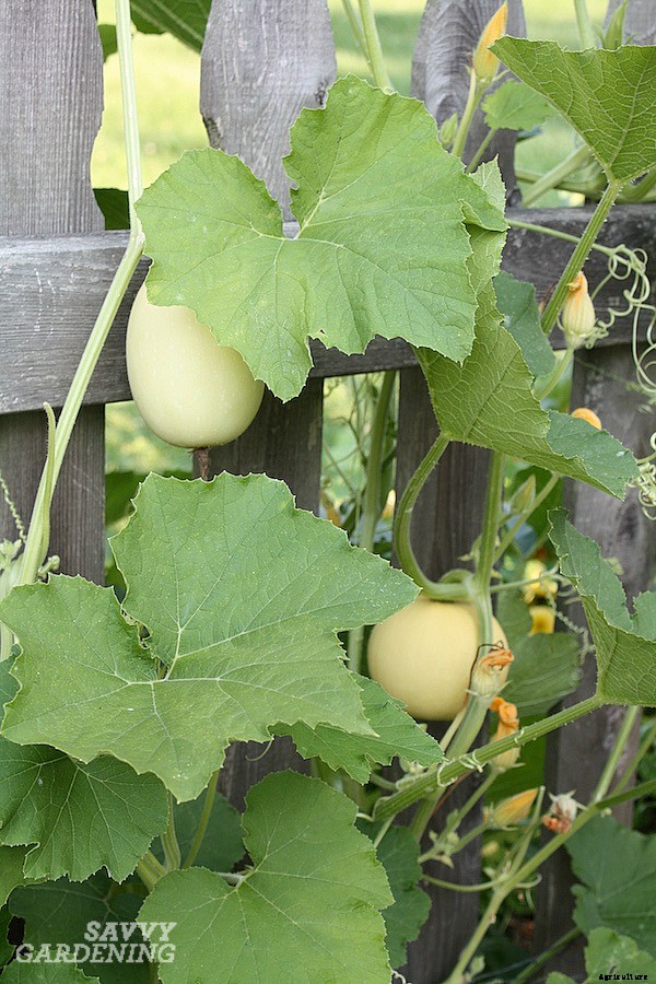 Growing spaghetti squash from seed to harvest