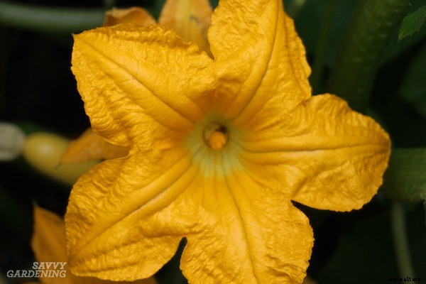 Growing spaghetti squash from seed to harvest