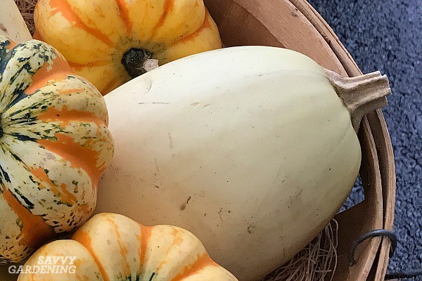 Growing spaghetti squash from seed to harvest