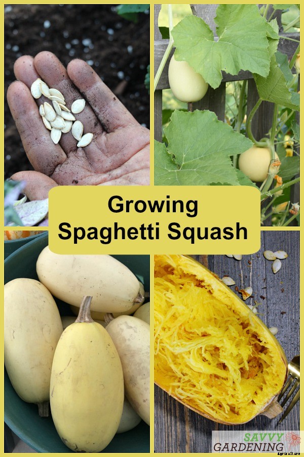 Growing spaghetti squash from seed to harvest