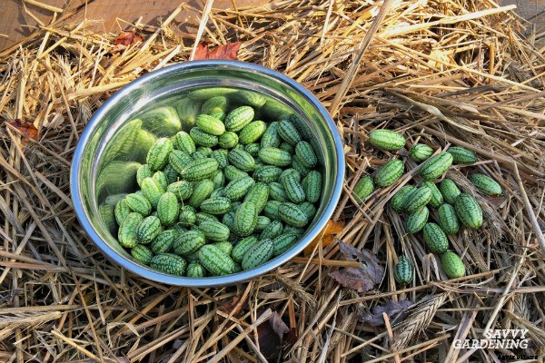 Cucamelon seeds and how to plant them