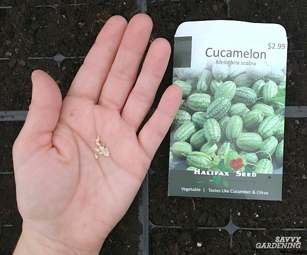 Cucamelon seeds and how to plant them