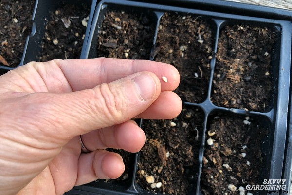 Cucamelon seeds and how to plant them