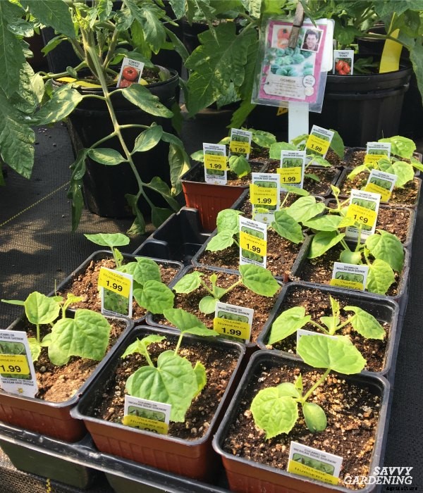 Cucamelon seeds and how to plant them