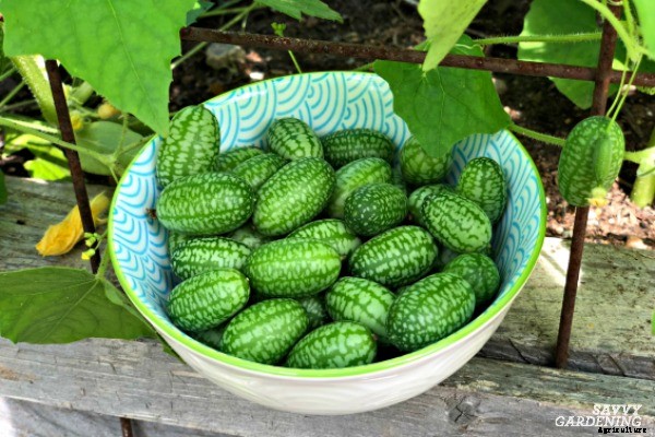 Cucamelon seeds and how to plant them