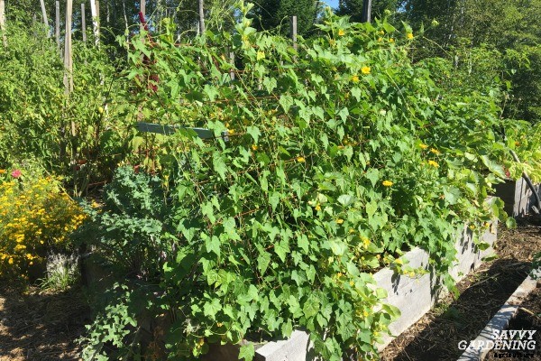 Cucamelon seeds and how to plant them